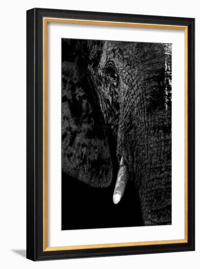 Safari Profile Collection - Portrait of Elephant Black Edition-Philippe Hugonnard-Framed Photographic Print