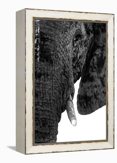 Safari Profile Collection - Portrait of Elephant White Edition-Philippe Hugonnard-Framed Premier Image Canvas