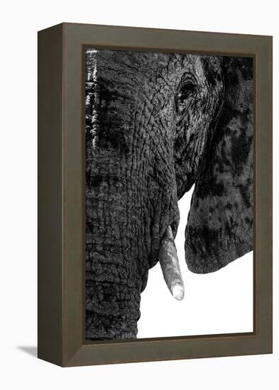 Safari Profile Collection - Portrait of Elephant White Edition-Philippe Hugonnard-Framed Premier Image Canvas