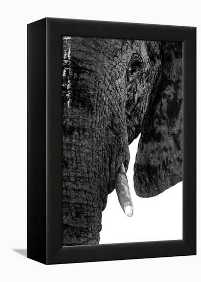 Safari Profile Collection - Portrait of Elephant White Edition-Philippe Hugonnard-Framed Premier Image Canvas