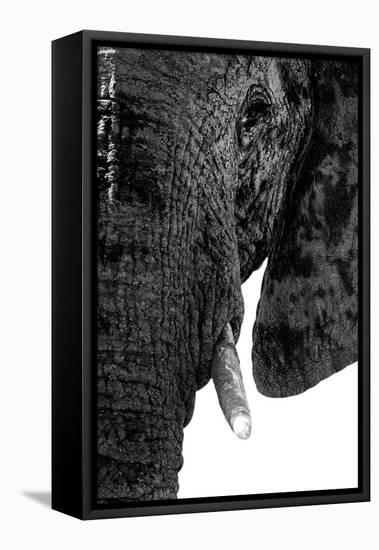 Safari Profile Collection - Portrait of Elephant White Edition-Philippe Hugonnard-Framed Premier Image Canvas