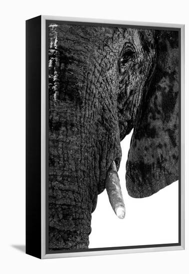 Safari Profile Collection - Portrait of Elephant White Edition-Philippe Hugonnard-Framed Premier Image Canvas