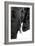 Safari Profile Collection - Portrait of Elephant White Edition-Philippe Hugonnard-Framed Photographic Print