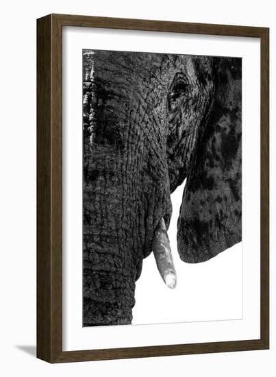 Safari Profile Collection - Portrait of Elephant White Edition-Philippe Hugonnard-Framed Photographic Print