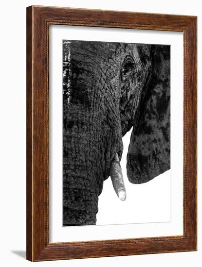 Safari Profile Collection - Portrait of Elephant White Edition-Philippe Hugonnard-Framed Photographic Print