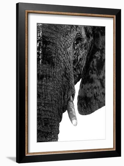 Safari Profile Collection - Portrait of Elephant White Edition-Philippe Hugonnard-Framed Photographic Print