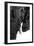 Safari Profile Collection - Portrait of Elephant White Edition-Philippe Hugonnard-Framed Photographic Print