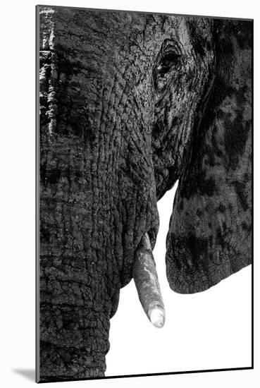 Safari Profile Collection - Portrait of Elephant White Edition-Philippe Hugonnard-Mounted Photographic Print