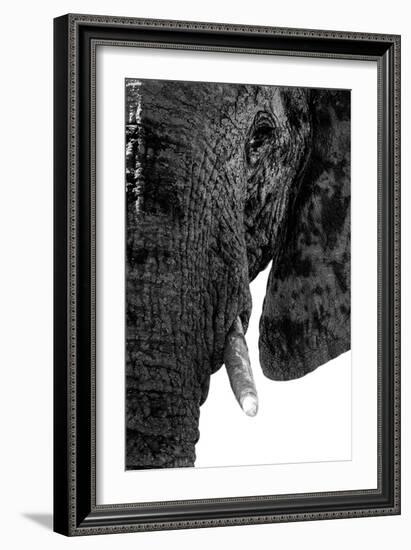 Safari Profile Collection - Portrait of Elephant White Edition-Philippe Hugonnard-Framed Photographic Print