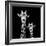 Safari Profile Collection - Portrait of Giraffe and Baby Black Edition II-Philippe Hugonnard-Framed Photographic Print