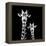 Safari Profile Collection - Portrait of Giraffe and Baby Black Edition II-Philippe Hugonnard-Framed Premier Image Canvas