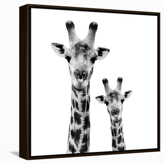 Safari Profile Collection - Portrait of Giraffe and Baby White Edition II-Philippe Hugonnard-Framed Premier Image Canvas