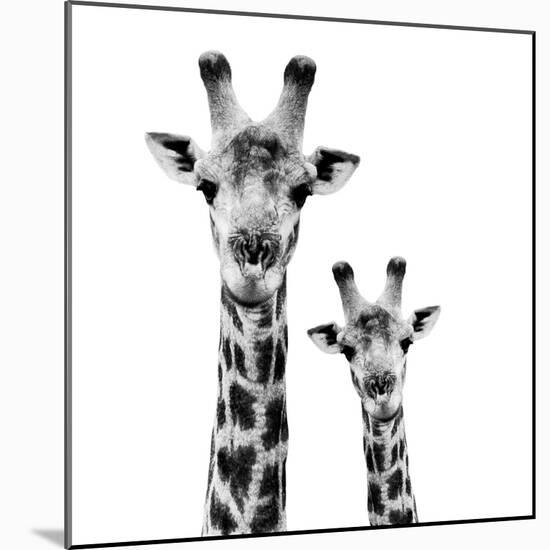 Safari Profile Collection - Portrait of Giraffe and Baby White Edition II-Philippe Hugonnard-Mounted Photographic Print