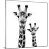 Safari Profile Collection - Portrait of Giraffe and Baby White Edition II-Philippe Hugonnard-Mounted Giclee Print