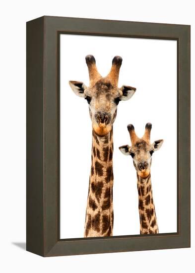 Safari Profile Collection - Portrait of Giraffe and Baby White Edition III-Philippe Hugonnard-Framed Premier Image Canvas