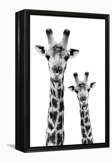 Safari Profile Collection - Portrait of Giraffe and Baby White Edition IV-Philippe Hugonnard-Framed Premier Image Canvas