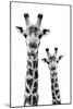 Safari Profile Collection - Portrait of Giraffe and Baby White Edition IV-Philippe Hugonnard-Mounted Photographic Print