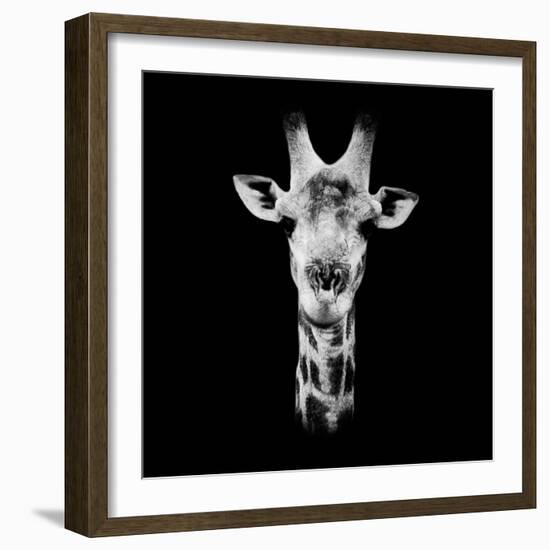 Safari Profile Collection - Portrait of Giraffe Black Edition IV-Philippe Hugonnard-Framed Photographic Print