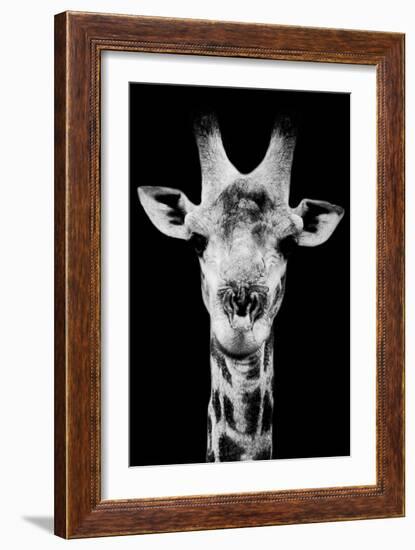 Safari Profile Collection - Portrait of Giraffe Black Edition V-Philippe Hugonnard-Framed Photographic Print