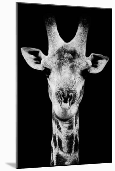 Safari Profile Collection - Portrait of Giraffe Black Edition V-Philippe Hugonnard-Mounted Photographic Print