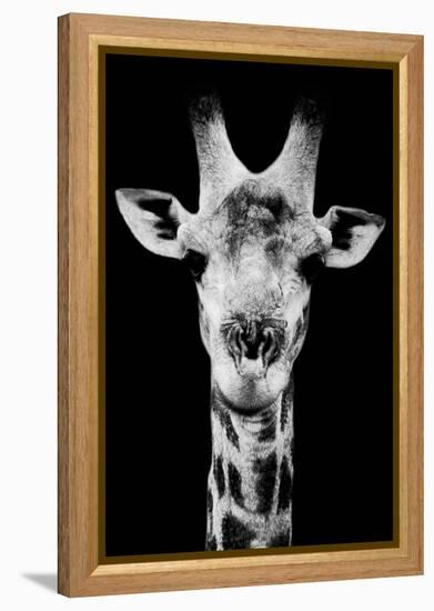 Safari Profile Collection - Portrait of Giraffe Black Edition V-Philippe Hugonnard-Framed Premier Image Canvas