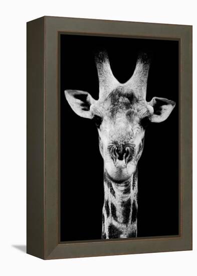 Safari Profile Collection - Portrait of Giraffe Black Edition V-Philippe Hugonnard-Framed Premier Image Canvas