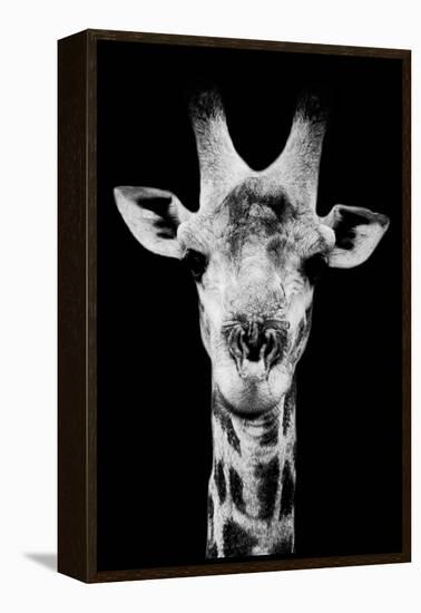 Safari Profile Collection - Portrait of Giraffe Black Edition V-Philippe Hugonnard-Framed Premier Image Canvas