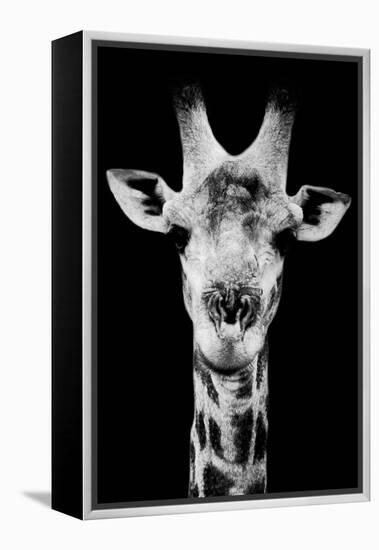 Safari Profile Collection - Portrait of Giraffe Black Edition V-Philippe Hugonnard-Framed Premier Image Canvas