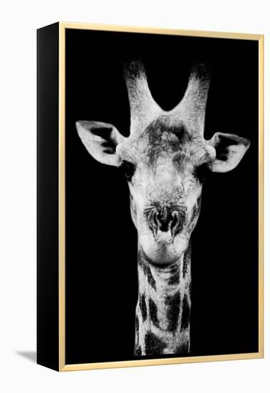 Safari Profile Collection - Portrait of Giraffe Black Edition V-Philippe Hugonnard-Framed Premier Image Canvas