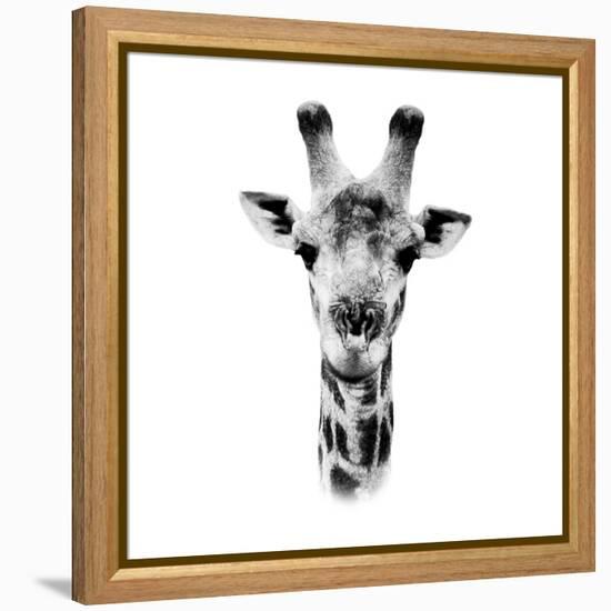 Safari Profile Collection - Portrait of Giraffe White Edition IV-Philippe Hugonnard-Framed Premier Image Canvas