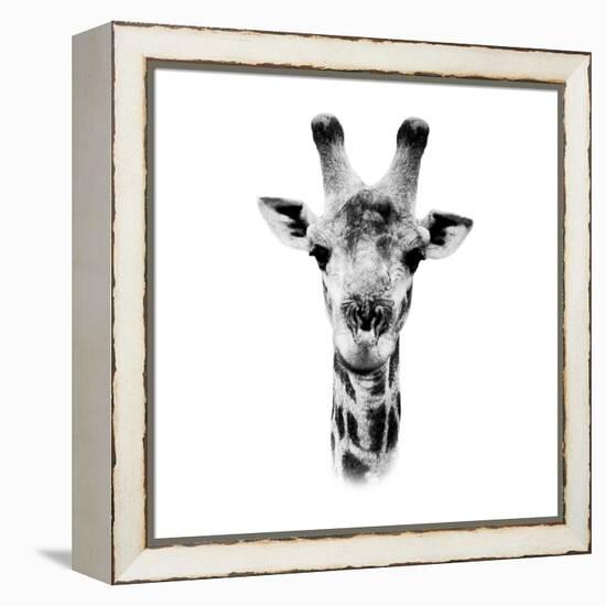 Safari Profile Collection - Portrait of Giraffe White Edition IV-Philippe Hugonnard-Framed Premier Image Canvas