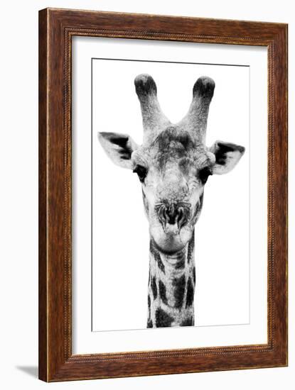 Safari Profile Collection - Portrait of Giraffe White Edition V-Philippe Hugonnard-Framed Photographic Print