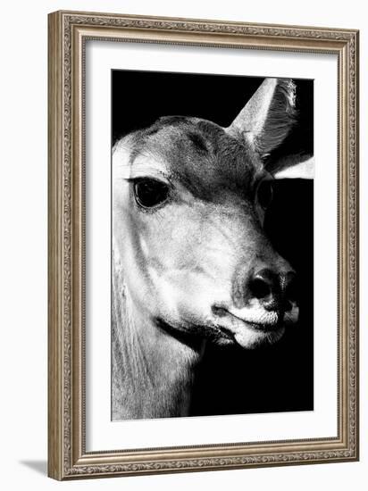 Safari Profile Collection - Portrait of Impala Black Edition-Philippe Hugonnard-Framed Photographic Print