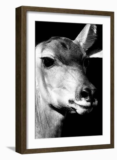 Safari Profile Collection - Portrait of Impala Black Edition-Philippe Hugonnard-Framed Photographic Print