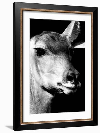 Safari Profile Collection - Portrait of Impala Black Edition-Philippe Hugonnard-Framed Photographic Print