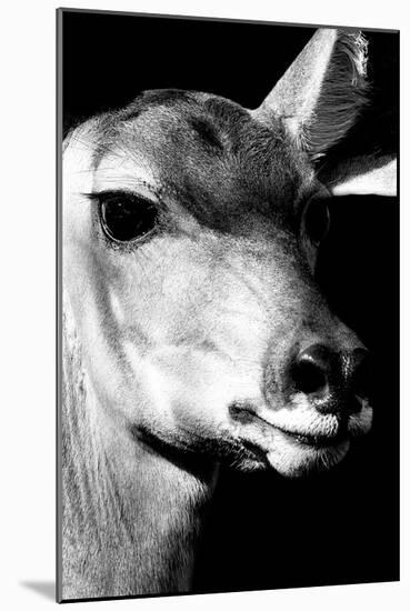 Safari Profile Collection - Portrait of Impala Black Edition-Philippe Hugonnard-Mounted Photographic Print