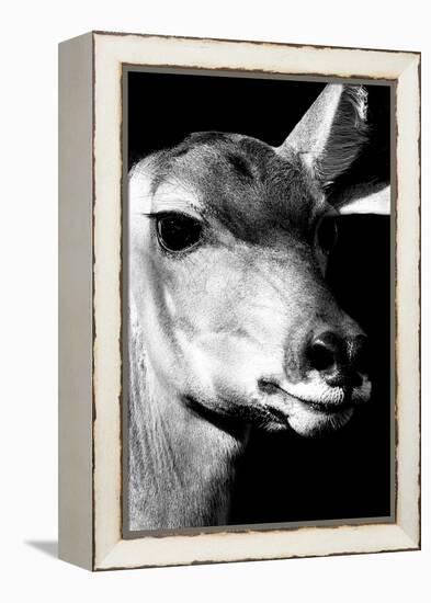 Safari Profile Collection - Portrait of Impala Black Edition-Philippe Hugonnard-Framed Premier Image Canvas