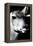 Safari Profile Collection - Portrait of Impala Black Edition-Philippe Hugonnard-Framed Premier Image Canvas