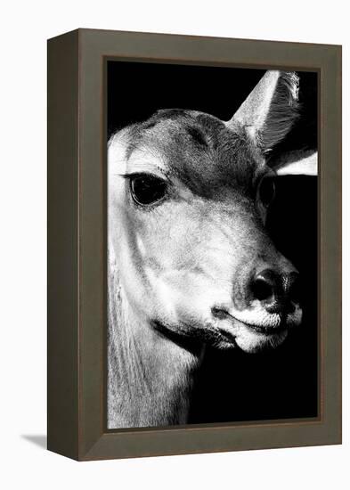 Safari Profile Collection - Portrait of Impala Black Edition-Philippe Hugonnard-Framed Premier Image Canvas