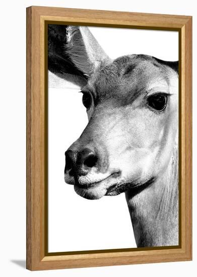 Safari Profile Collection - Portrait of Impala White Edition-Philippe Hugonnard-Framed Premier Image Canvas