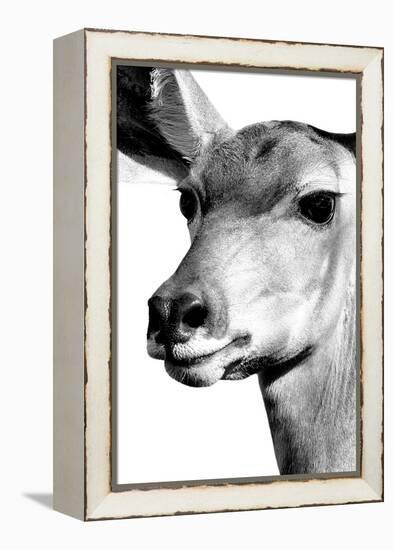 Safari Profile Collection - Portrait of Impala White Edition-Philippe Hugonnard-Framed Premier Image Canvas