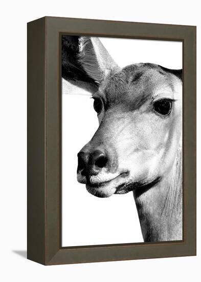 Safari Profile Collection - Portrait of Impala White Edition-Philippe Hugonnard-Framed Premier Image Canvas