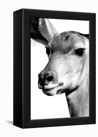 Safari Profile Collection - Portrait of Impala White Edition-Philippe Hugonnard-Framed Premier Image Canvas