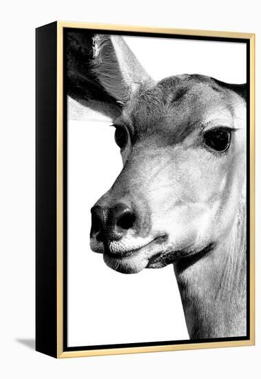 Safari Profile Collection - Portrait of Impala White Edition-Philippe Hugonnard-Framed Premier Image Canvas