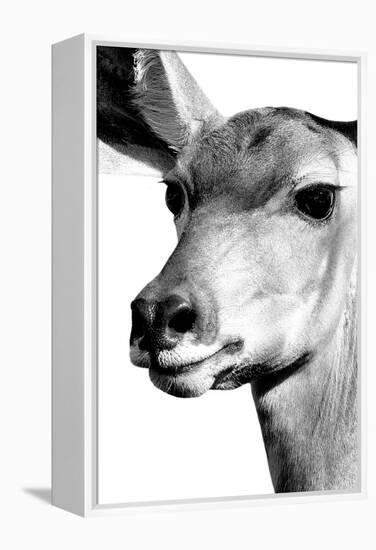 Safari Profile Collection - Portrait of Impala White Edition-Philippe Hugonnard-Framed Premier Image Canvas