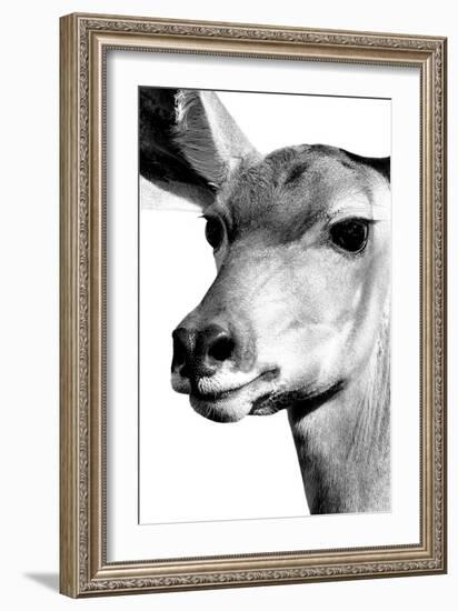 Safari Profile Collection - Portrait of Impala White Edition-Philippe Hugonnard-Framed Photographic Print