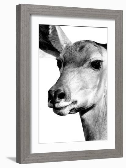 Safari Profile Collection - Portrait of Impala White Edition-Philippe Hugonnard-Framed Photographic Print