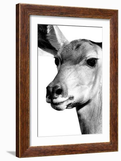 Safari Profile Collection - Portrait of Impala White Edition-Philippe Hugonnard-Framed Photographic Print