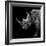 Safari Profile Collection - Rhino Black Edition II-Philippe Hugonnard-Framed Photographic Print