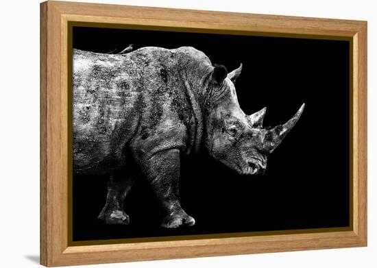 Safari Profile Collection - Rhino Black Edition-Philippe Hugonnard-Framed Premier Image Canvas